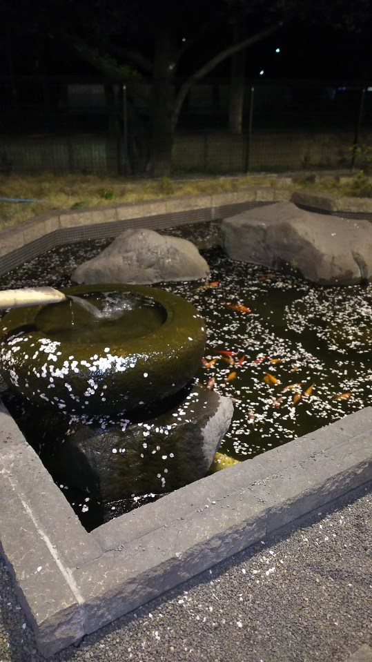 玉の湯　池に散った桜