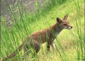 とある日の野生動物