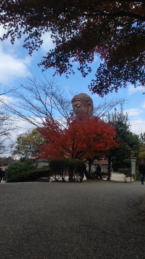 東海市 聚楽園公園 紅葉越しの大仏