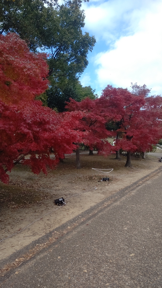 東海市 聚楽園公園 紅葉祭り