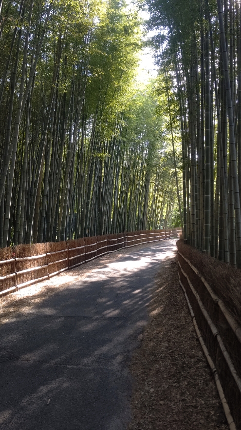ちたの竹林-2