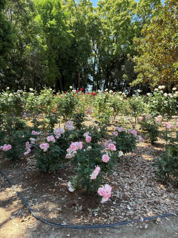稲沢公園-2